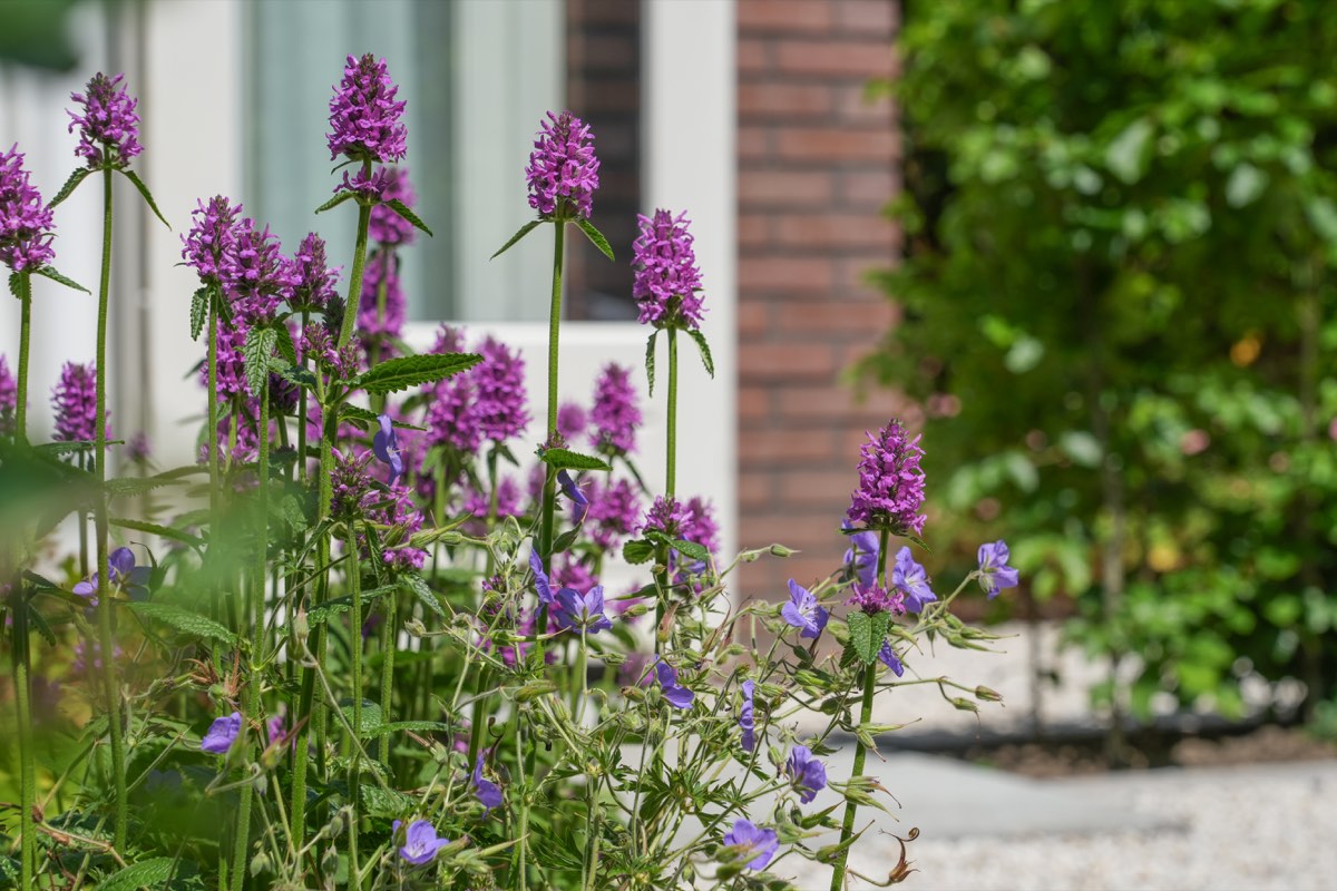 Zonnige familietuin in Amersfoort, beeld 4